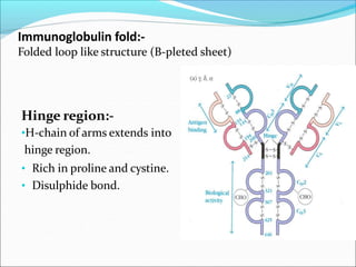 Immunoglobulin fold:-
Folded loop like structure (B-pleted sheet)
Hinge region:-
•H-chain of arms extends into
hinge region.
• Rich in proline and cystine.
• Disulphide bond.
 