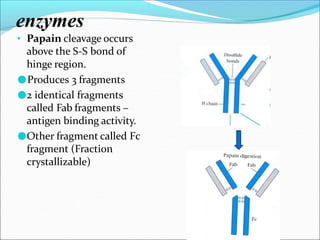 enzymes
• Papain cleavage occurs
above the S-S bond of
hinge region.
●Produces 3 fragments
●2 identical fragments
called Fab fragments –
antigen binding activity.
●Other fragment called Fc
fragment (Fraction
crystallizable)
 