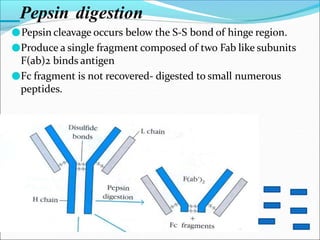 Pepsin digestion
●Pepsin cleavage occurs below the S-S bond of hinge region.
●Produce a single fragment composed of two Fab like subunits
F(ab)2 binds antigen
●Fc fragment is not recovered- digested to small numerous
peptides.
 