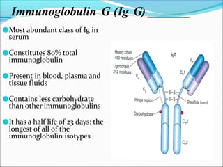 Immunoglobulin G (Ig G)
●Most abundant class of Ig in
serum
●Constitutes 80% total
immunoglobulin
●Present in blood, plasma and
tissue fluids
●Contains less carbohydrate
than other immunoglobulins
●It has a half life of 23 days: the
longest of all of the
immunoglobulin isotypes
 