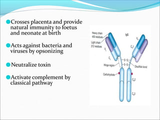 ●Crosses placenta and provide
natural immunity to foetus
and neonate at birth
●Acts against bacteria and
viruses by opsonizing
●Neutralize toxin
●Activate complement by
classical pathway
 
