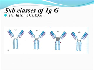 Sub classes of Ig G
●Ig G1, Ig G2, Ig G3, Ig G4.
 