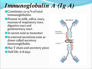 Immunoglobulin A (Ig A)
●Constitutes 10-15 % of total
immunoglobulins
●Present in milk, saliva, tears,
mucous of respiratory tract,
digestive tract and
genitourinary tract.
●In serum exist as monomer
●In external secretions exist as
dimer called secretory
Immunoglobulin.
●Has ‘J’ chain and secretory piece.
●Half life: 6-8 days
 