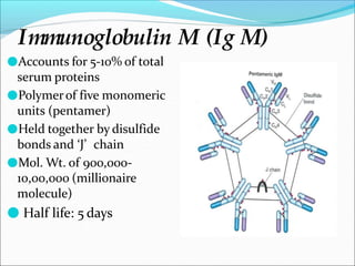 Immunoglobulin M (Ig M)
●Accounts for 5-10% of total
serum proteins
●Polymerof five monomeric
units (pentamer)
●Held together by disulfide
bonds and ‘J’ chain
●Mol. Wt. of 900,000-
10,00,000 (millionaire
molecule)
● Half life: 5 days
 
