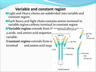 Variable and constant region
●Light and Heavy chains are subdivided into variable and
constant region.
●Each heavy and light chain contains amino terminal in
variable region carboxy terminal in constant region
●Variable region extends from N-terminal about 100-11-
a.acids. and amino acid sequence in these region is highly
variable.
•Constant region extends from end of variable region toC-
terminal and amino acid sequence is relatively constant
 