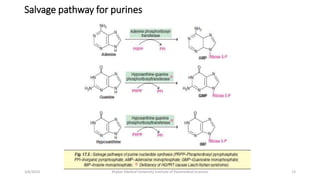Salvage pathway for purines
13
3/6/2024 Khyber Medical University Institute of Paramedical Sciences
 