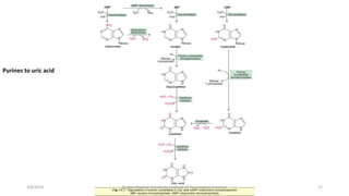 17
Purines to uric acid
3/6/2024 Khyber Medical University Institute of Paramedical Sciences
 