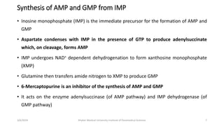 Synthesis of AMP and GMP from IMP
• Inosine monophosphate (IMP) is the immediate precursor for the formation of AMP and
GMP
• Aspartate condenses with IMP in the presence of GTP to produce adenylsuccinate
which, on cleavage, forms AMP
• IMP undergoes NAD+ dependent dehydrogenation to form xanthosine monophosphate
(XMP)
• Glutamine then transfers amide nitrogen to XMP to produce GMP
• 6-Mercaptopurine is an inhibitor of the synthesis of AMP and GMP
• It acts on the enzyme adenylsuccinase (of AMP pathway) and IMP dehydrogenase (of
GMP pathway)
7
3/6/2024 Khyber Medical University Institute of Paramedical Sciences
 
