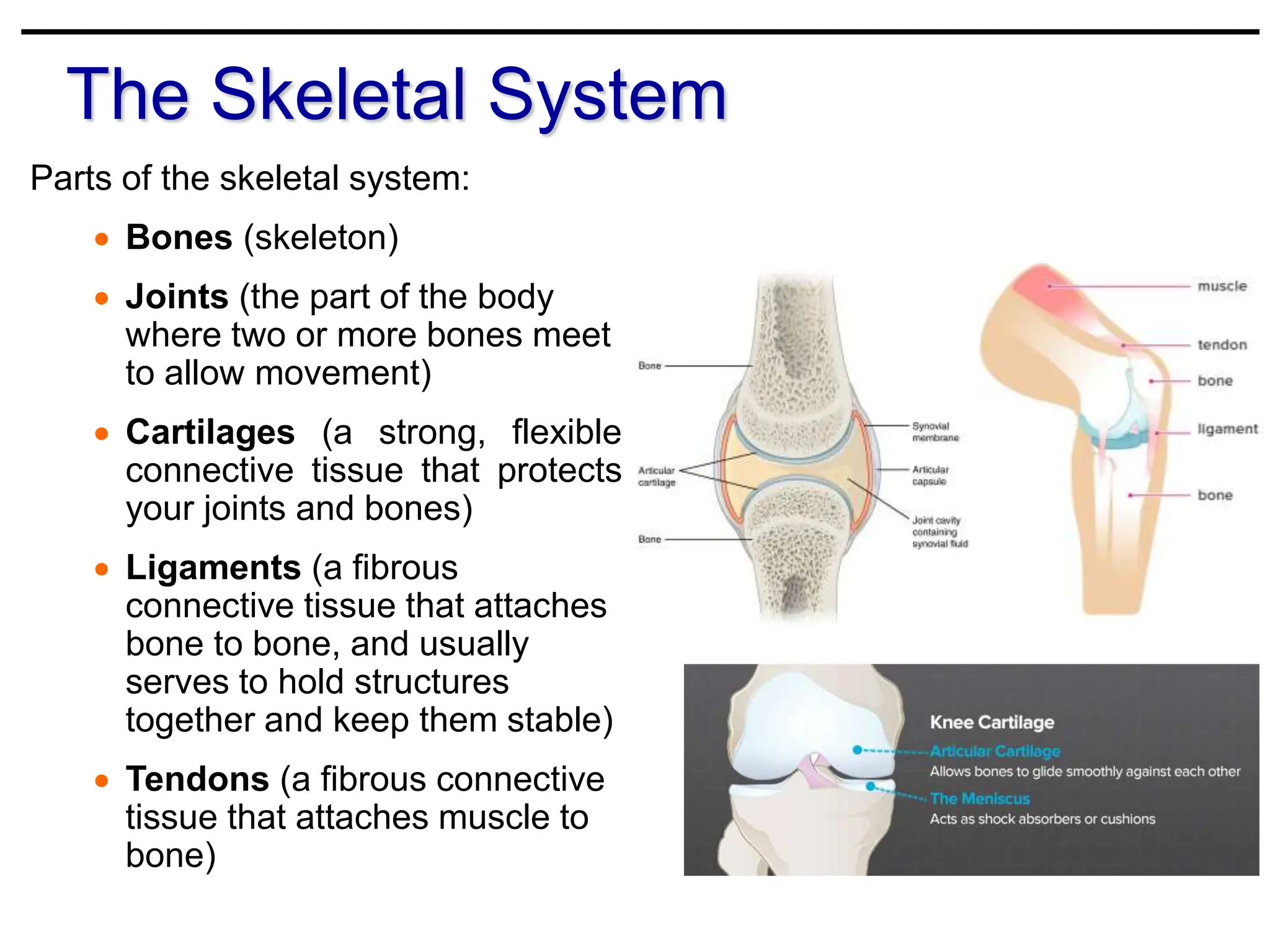 THE SKELETAL SYSTEM - The functions of bone Classification and ...