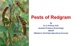 Pests of Redgram
By
Dr. U. Pirithiraj, P.hD.
Assistant Professor (Entomology)
JSACAT
Affiliated to Tamil Nadu Agricultural University
 
