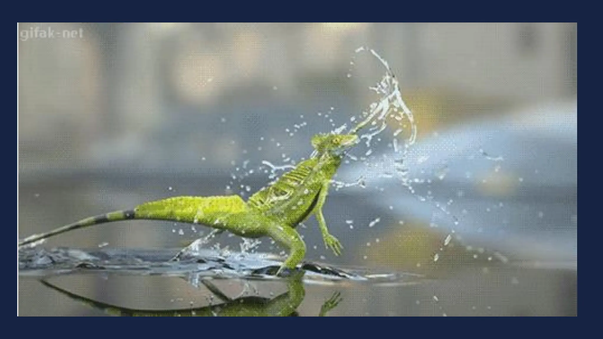 basilisk lizards gif
 