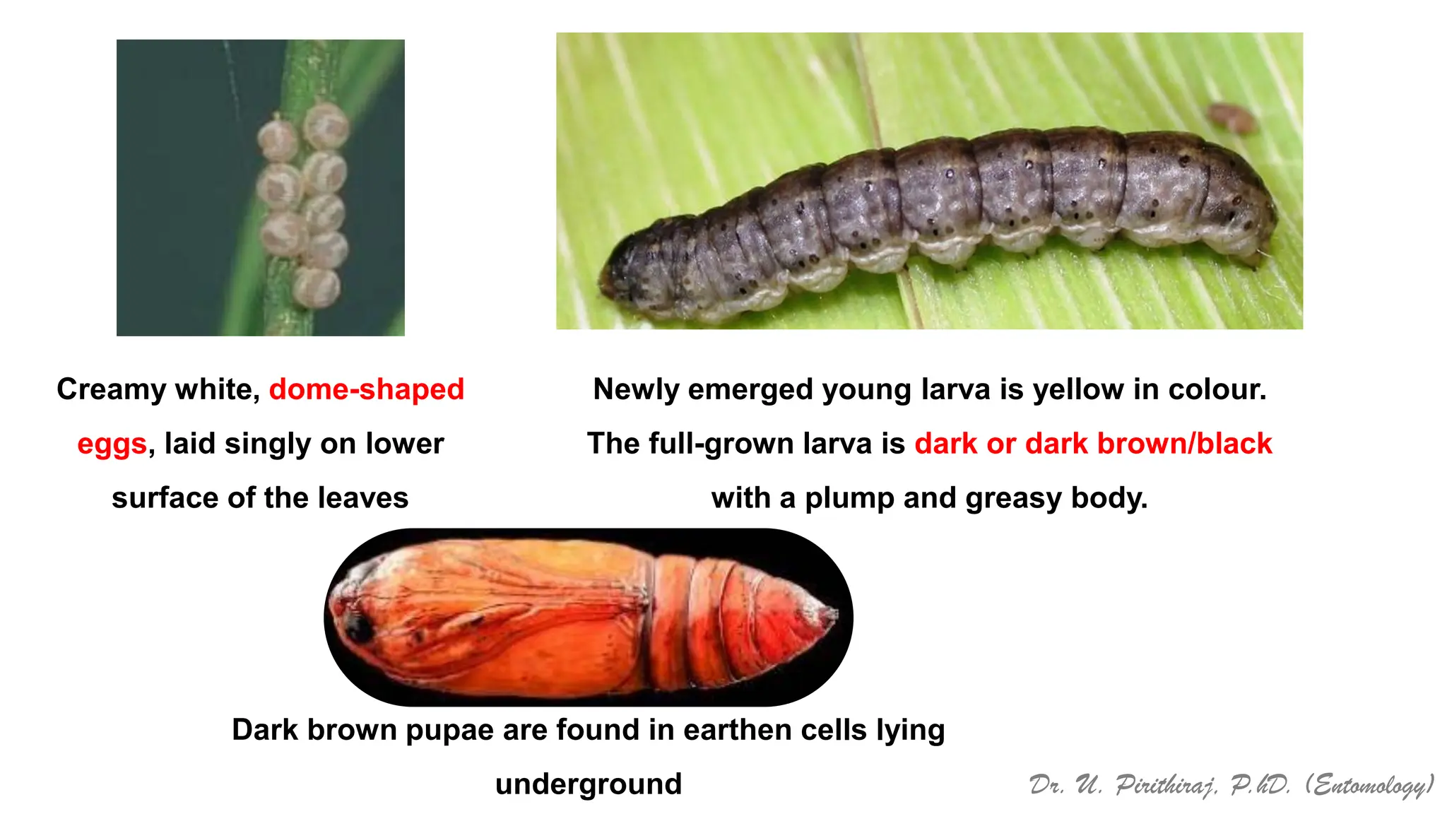 Pests of Bengal gram_Identification_Dr.UPR.pdf