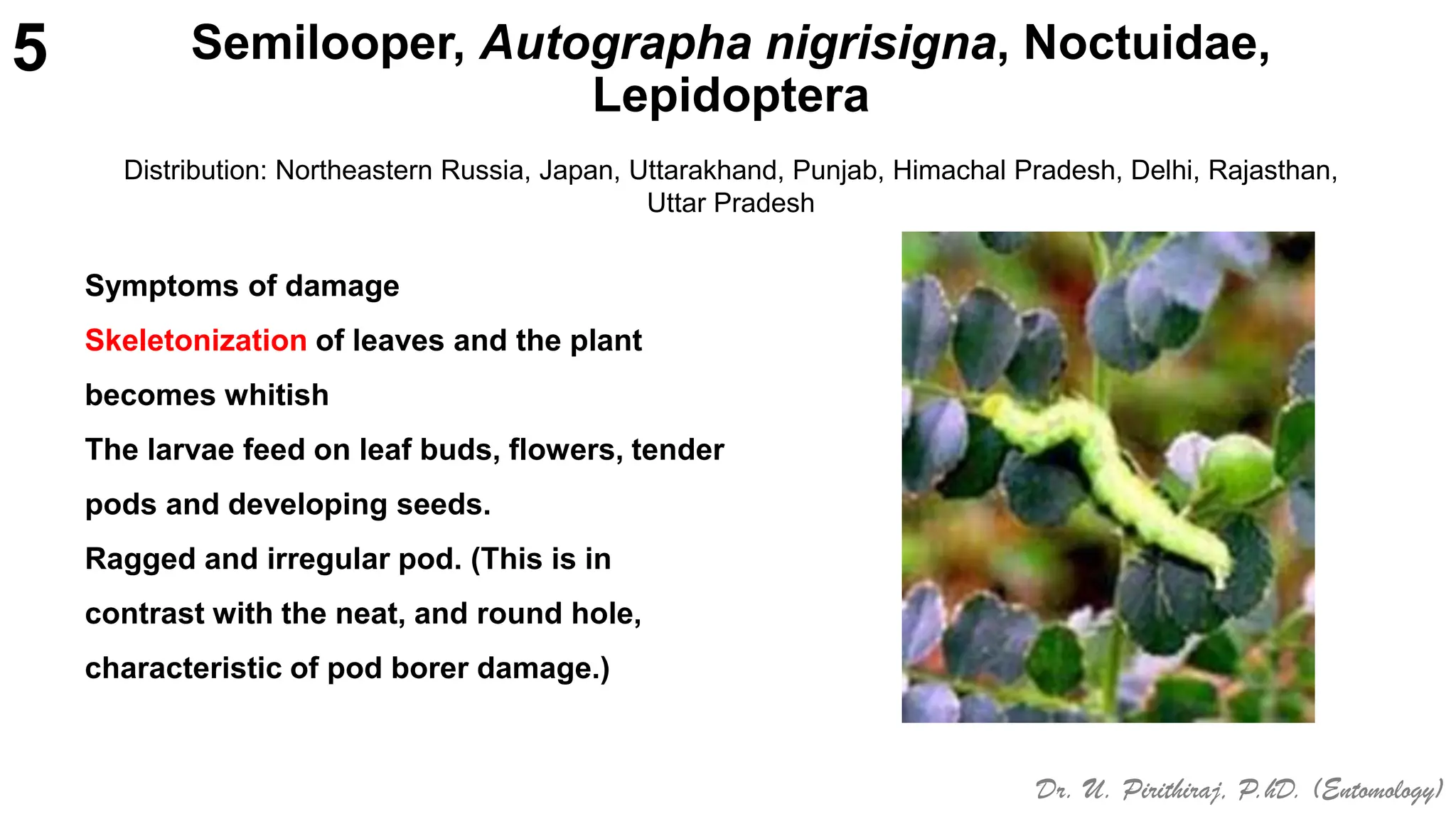 Pests of Bengal gram_Identification_Dr.UPR.pdf