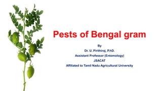 Pests of Bengal gram
By
Dr. U. Pirithiraj, P.hD.
Assistant Professor (Entomology)
JSACAT
Affiliated to Tamil Nadu Agricultural University
 