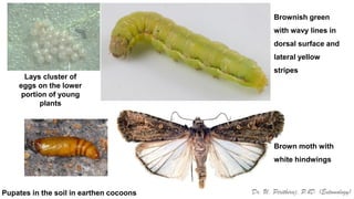 Pests of Bengal gram_Identification_Dr.UPR.pdf