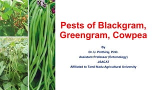 Pests of Blackgram,
Greengram, Cowpea
By
Dr. U. Pirithiraj, P.hD.
Assistant Professor (Entomology)
JSACAT
Affiliated to Tamil Nadu Agricultural University
 