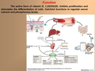Function
The active form of vitamin D, 1,25(OH)2D, inhibits proliferation and
stimulates the differentiation of cells. Calcitriol functions to regulate serum
calcium and phosphorous levels.
https://lh3.googleusercontent.com/TAELB03lq53l_bQF7QvmRcw5AeP8cU1eF-SvSxkFboF-8F-
nAswdMzUC4IIHjk-NrP3gE8Y=s102
 
