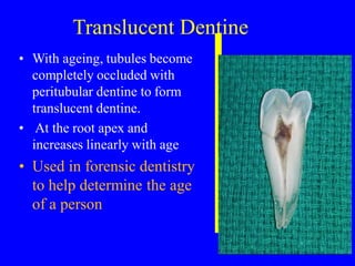 Translucent Dentin 5. SUPPORTING STRUCTURE prof Tilak2024.pdf