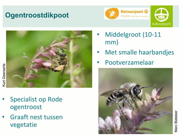 Bijen Drinkstation Voor Tuin | 4 Delige Vlinder Waterbak