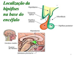 Localização da
hipófises
na base do
encéfalo
11
 