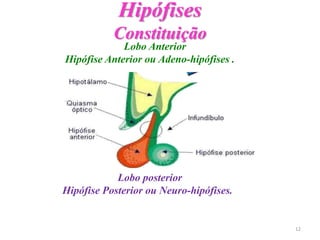 Hipófises
Constituição
Lobo Anterior
Hipófise Anterior ou Adeno-hipófises .
Lobo posterior
Hipófise Posterior ou Neuro-hipófises.
12
 