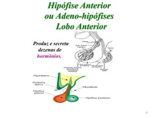Hipófise Anterior
ou Adeno-hipófises
Lobo Anterior
Produz e secreta
dezenas de
hormônios.
13
 