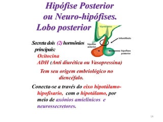 Hipófise Posterior
ou Neuro-hipófises.
Lobo posterior
Secretadois (2)hormônios
principais:
Ocitocina
ADH (Anti diurética ou Vasopressina)
Tem seu origem embriológico no
diencéfalo.
Conecta-se a través do eixo hipotálamo-
hipofisario, com o hipotálamo, por
meio de axónios amielínicos e
neurossecretores.
14
 
