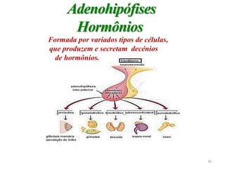 Adenohipófises
Hormônios
Formada por variados tipos de células,
que produzem e secretam decénios
de hormônios.
16
 