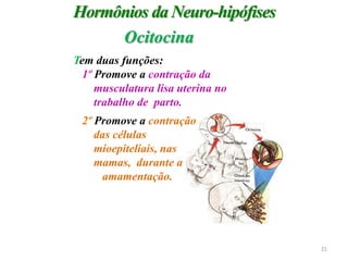 Tem duas funções:
1º Promove a contração da
musculatura lisa uterina no
trabalho de parto.
2º Promove a contração
das células
mioepiteliais, nas
mamas, durante a
amamentação.
Hormônios da Neuro-hipófises
Ocitocina
21
 