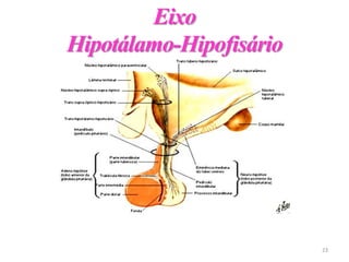 Eixo
Hipotálamo-Hipofisário
23
 