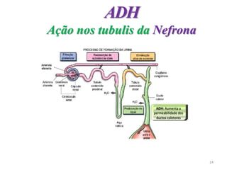 ADH
Ação nos tubulis da Nefrona
24
 