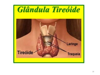 Glândula Tireóide
28
 