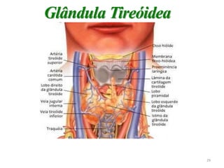 Glândula Tireóidea
29
 