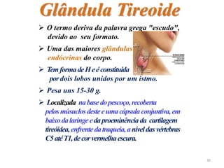  O termo deriva da palavra grega "escudo",
devido ao seu formato.
 Uma das maiores glândulas
endócrinas do corpo.
 TemformadeHeéconstituída
pordois lobos unidos por um istmo.
 Pesa uns 15-30 g.
 Localizada nabasedopescoço,recoberta
pelosmúsuclosdesteeumacápsulaconjuntiva,em
baixodalaringeedaproeminênciada cartilagem
tireóidea,enfrentedatraqueia,aníveldasvértebras
C5atéT1,decorvermelhaescura.
Glândula Tireoide
30
 