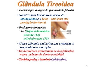 • Formadaporumagrandequantidadedefolículos.
• Sintetizam os hormoniosa partir dos
aminoácidos e o Iodo – vital para sua
produção hormonal.
• Produzemearmazenam
dois(2)tiposdehormônios:
tirocina (T4)
triiodotironina (T3)
• Ùnica glândula endócrina que armazena o
seu produto de excreção.
• Os hormônios armazenam-se nos folículos,
numa substancia densa e coloidal.
• TambémproduzohormônioCalcitonina.
Glândula Tireoidea
31
 