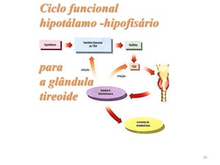 Ciclo funcional
hipotálamo -hipofisário
para
a glândula
tireoide
34
 