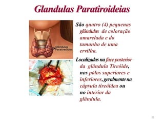Glandulas Paratiroideias
São quatro (4) pequenas
glândulas de coloração
amarelada e do
tamanho de uma
ervilha.
Localizadasnafaceposterior
da glândula Tireóide,
nos pólos superiores e
inferiores,geralmentena
cápsula tireóidea ou
no interior da
glândula.
35
 