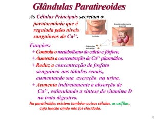 As Células Principais secretam o
paratormônio que é
regulada pelos níveis
sanguíneos de Ca2+.
Funções:
+Controlaometabolismodocálcioefósforo.
+AumentaaconcentraçãodeCa2+ plasmático.
+Reduz a concentração de fosfato
sanguíneo nos túbulos renais,
aumentando sua excreção na urina.
+ Aumenta indiretamente a absorção de
Ca2+, estimulando a síntese de vitamina D
no trato digestivo.
Na paratiroides existem também outras células, as oxifilas,
cuja função ainda não foi elucidada.
Glândulas Paratireoides
37
 