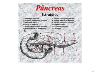 Pâncreas
Estruturas
1: Cabeça do pâncreas
2: Processo uncinado do pâncreas
3: Pancreatic notch
4: Corpo do pâncreas
5: Superfície anterior do pâncreas
6: Superfície inferior do pâncreas
•
7: Margem superior do pâncreas
8: Margem anterior do pâncreas
9: Margem inferior do pâncreas
10: Omental tuber
11: Cauda do pâncreas
12: Duodeno
40
 