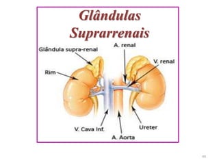 Glândulas
Suprarrenais
49
 