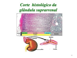 Corte histológico da
glândula suprarrenal
,
50
 