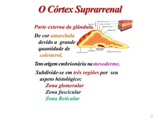 Parte externa da glândula.
De cor amarelada
devido a grande
quantidade de
colesterol.
Temorigemembrionária namesoderme.
Subdivide-se em três regiões por seu
aspeto histológico:
Zona glomerular
Zona fascicular
Zona Reticular
O Córtex Suprarrenal
52
 