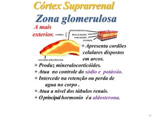 Córtex Suprarrenal
Zona glomerulosa
+ Apresenta cordões
celulares dispostos
em arcos.
+ Produz mineralocorticóides.
+ Atua no controle do sódio e potássio.
+ Intercede na retenção ou perda de
agua no corpo .
+ Atua a nível dos túbulos renais.
+ Oprincipalhormonio éa aldosterona.
A mais
exterior.
53
 