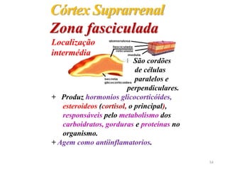 Córtex Suprarrenal
Zona fasciculada
+ São cordões
de células
paralelos e
perpendiculares.
+ Produz hormonios glicocorticóides,
esteroideos (cortisol, o principal),
responsáveis pelo metabolismo dos
carboidratos, gorduras e proteínas no
organismo.
+ Agem como antiinflamatorios.
Localização
intermédia
54
 