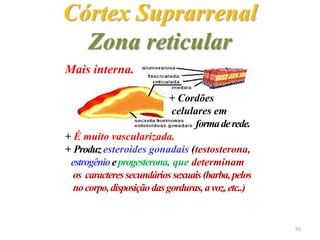 Mais interna.
+ Cordões
celulares em
formaderede.
+ É muito vascularizada.
+ Produzesteroides gonadais (testosterona,
estrogênioeprogesterona, que determinam
os caracteressecundários sexuais(barba,pelos
nocorpo,disposiçãodasgorduras,avoz,etc..)
Córtex Suprarrenal
Zona reticular
55
 