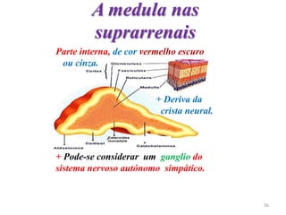A medula nas
suprarrenais
Parte interna, de cor vermelho escuro
ou cinza.
+ Deriva da
crista neural.
+ Pode-se considerar um ganglio do
sistema nervoso autónomo simpático.
56
 