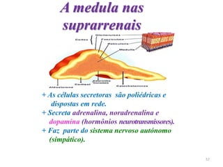 + As células secretoras são poliédricas e
dispostas em rede.
+ Secreta adrenalina, noradrenalina e
dopamina (hormônios neurotransmissores).
+ Faz parte do sistema nervoso autónomo
(simpático).
A medula nas
suprarrenais
57
 