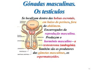 Gónadas masculinas.
Os testículos
Se localizam dentro das bolsas escrotais,
em baixo do períneo, fora
do abdómem.
Encarregados da
reprodução masculina.
Produzem o
hormônio masculino - a
testosterona (androgénio).
Também são os produtores
das gâmetas masculinas, os
espermatozoides.
61
 
