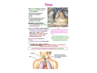Timo
Cada lóbulo se divide em tabiques e
folículos formados pelo cortex -escura-
e a medula mais clara.
Na medula, se originam células produtoras
de anticorpos - pro-linfocitos T e linfócitos
T e corpúsculos de Hassal, que migram
depois para a região cortical,
conformando os macrófagos, o para os
órgãos linfoides secundários onde
concluíram sua maturação.
Na zona cortical, se encontram pró
timócitos,
timócitos e linfócitos T em diferenciação
e
maturação, que os capilares impedem a
saída de não estar maduros.
Ambas zonas apresentam células epiteliais misturada com linfócitos T e,
ocasionalmente, células B e macrófagos
Timo
“No meio do peito, bem atrás do osso,
onde a gente toca quando diz “eu",
fica uma pequena glândula chamada
Timo .”
Localizado na parte inferior do
pescoço e do mediastino
superior.
Na infância pesa entre 10 e 35 gs, e
só restam vestígios adiposos
depois dos 10- 15 anos.
Pesa entre 5 e 15 gs, nos idosos.
São dois lobos alongados e uma série
de lóbulos a volta de um cordão
central conjuntivo.
O timo de animais foi empregue na terapêutica do bócio exolftálmico.
Ilustre desconhecido que cresce
quando estamos contentes, se encolhe
pela metade quando estressamos e
mais ainda quando adoecemos.
 