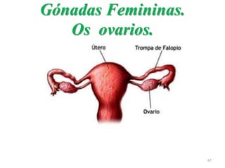 Gónadas Femininas.
Os ovarios.
67
 